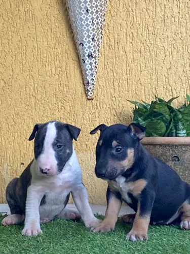 Filhotes de Bull Terrier Inglês