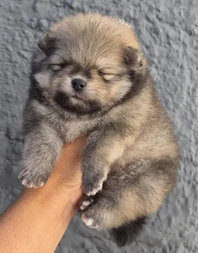 Lulu da pomerania