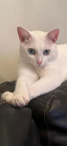 Doa-se duas gatas
