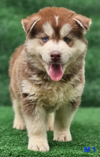 Husky siberiano excelente linhagem whooly