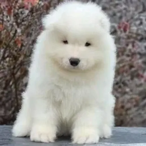 Samoyeda,Samoyeda Filhote Estrutura Perfeita Disponível