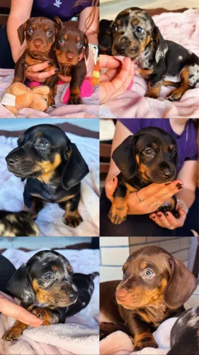 Vendo filhotes de dachshund (salsichinha) mini, só tenho meninos.