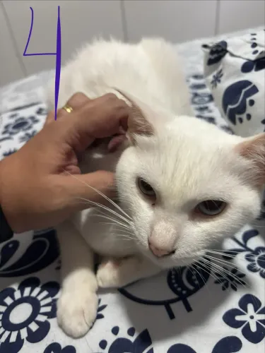 4 adoráveis gatas para adoção.