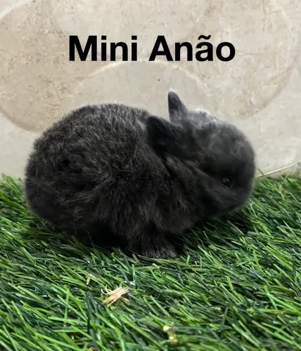 Mini anão 