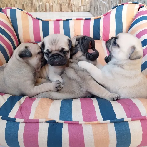 Filhotinhos de pug machinho e fêmea