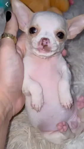 pinscher 0