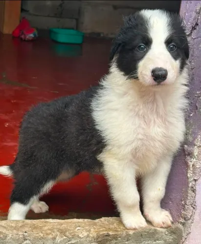 Pet