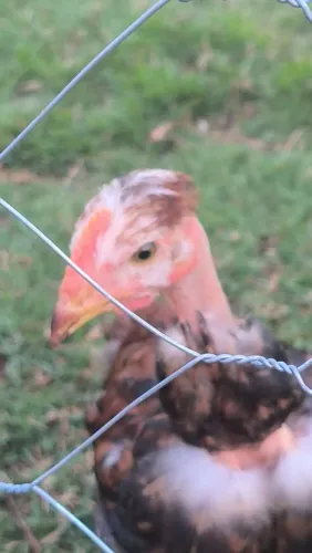 Gsb galinha balão