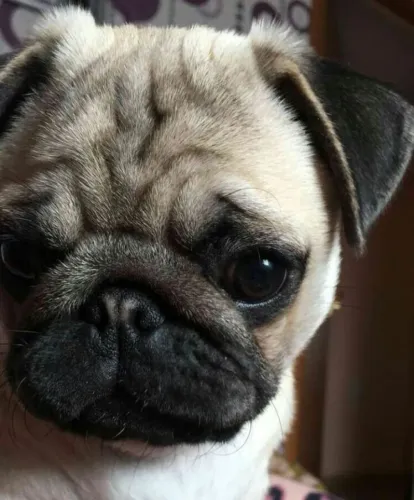 Filhotes de Pug | Fofura que conquista rápido.