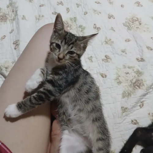 Gatos para adoção