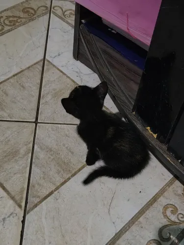 Gatinha para doação responsável 