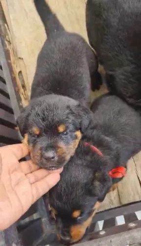 Vendo filhotes de Rottwiller