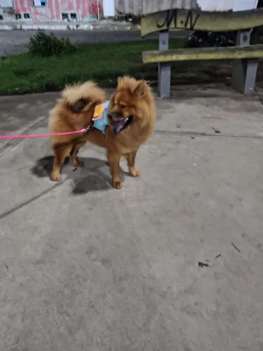 PROCURA-SE UM NAMORADO PARA AMORA