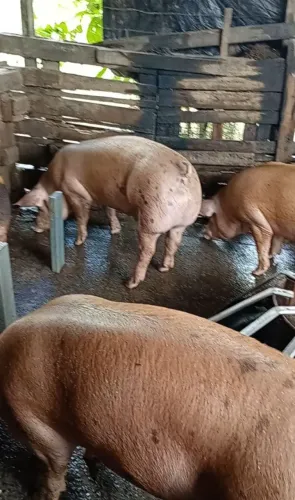 Porco para o abate