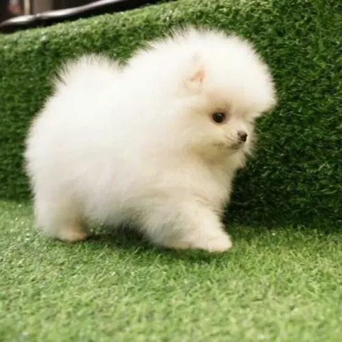 Leve Para Casa Um Incrível Filhote de Spitz Alemão