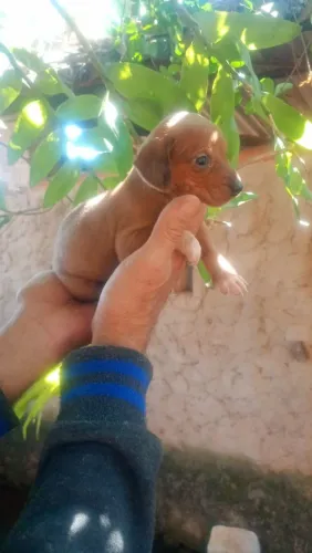 Filhote de basset