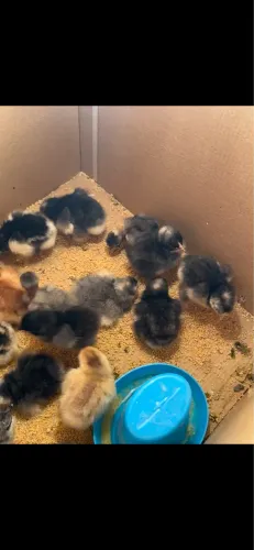 Mini cochin