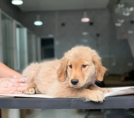 Lindos FIlhotes Golden Retriever de Linhagem Proteção Viral Total e Garantia em Contrato!