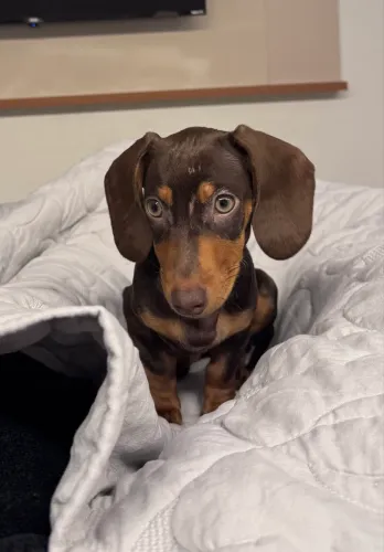 Filhote de dachshund - salsicha 