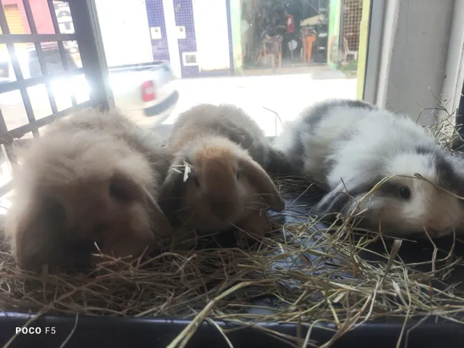 Coelho mini lop