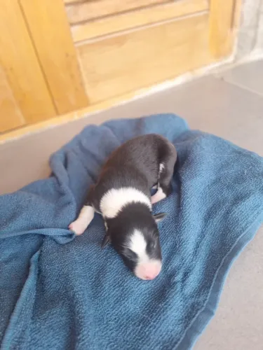 Filhotes de Border Collies