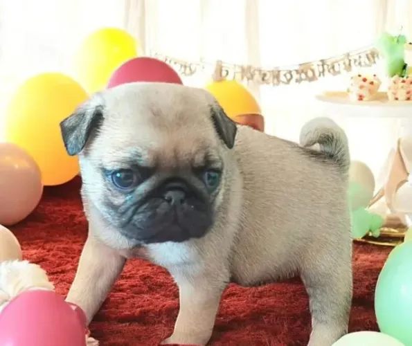 Pug Filhotes Espetaculares.