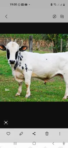 Mini boi manso