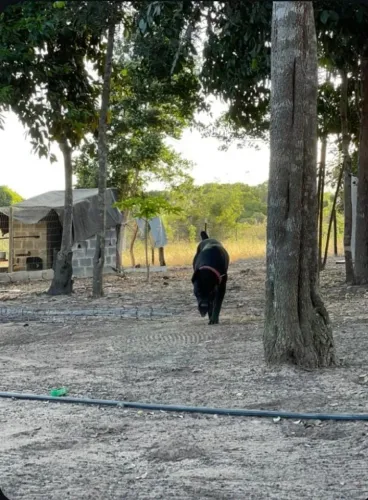 Cane corso Machos e Fêmeas