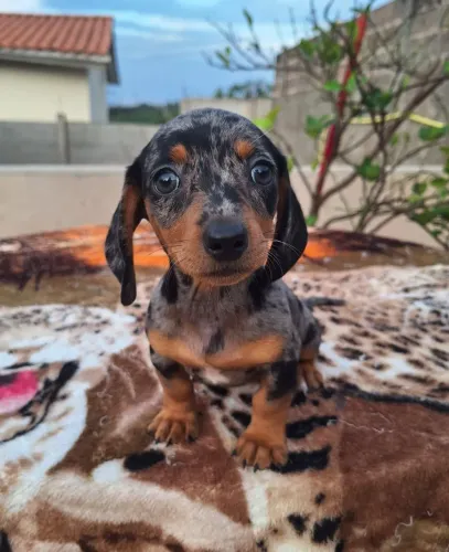 DACHSHUNDS / COFAPS