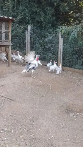 PERU ADULTO E FRANGO