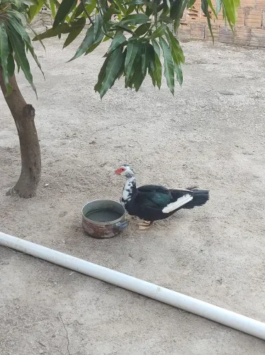 Pato