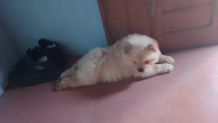 Cachorro