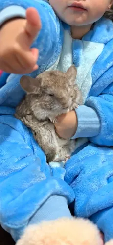 Chinchila macho 