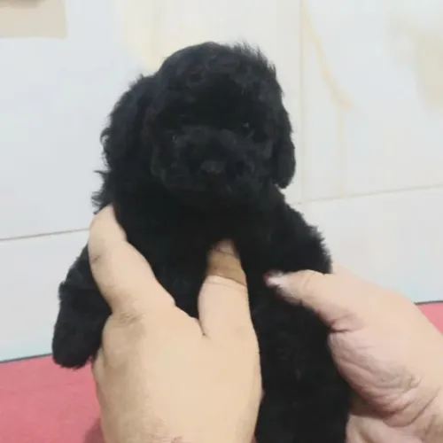 Poodle Preto - Disponível na nossa loja Física.