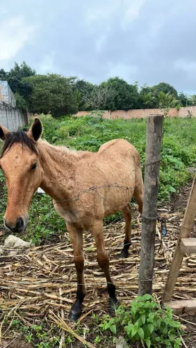 OPordo mestiço com campolina vendo ou troco
