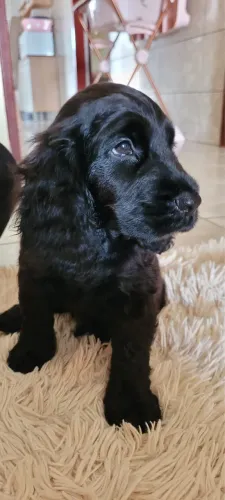 Filhotes de Cocker Spaniel Inglês