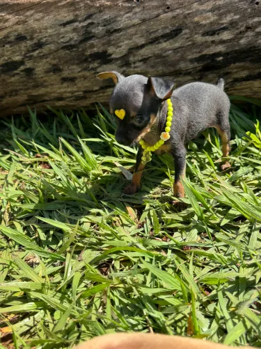Pinscher zero macho