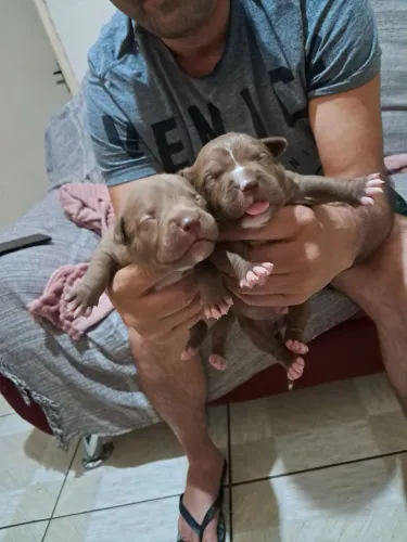 Cachorro pitbus