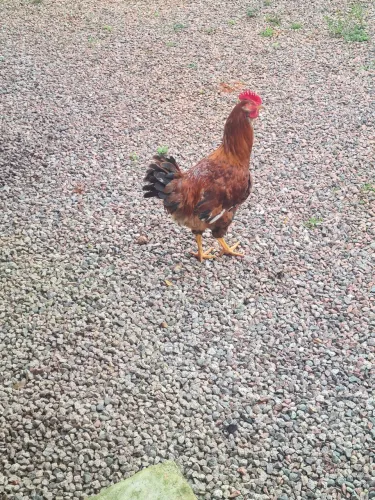 Frango GSB