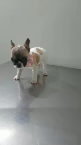 Bulldog francês 2 vacinas