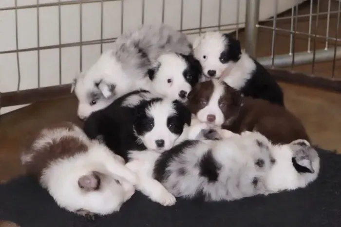 Filhotes de Border Collie | Companheiro incrível.