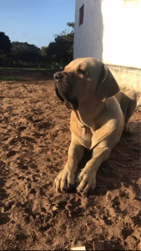 filhotes de fila Brasileiro