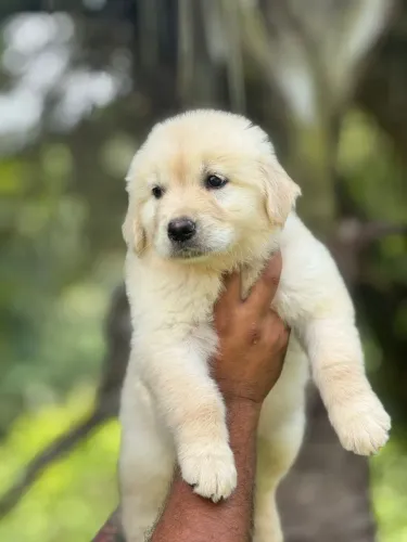 Golden Retriever esperto.