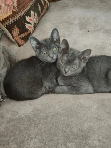 Russian blue