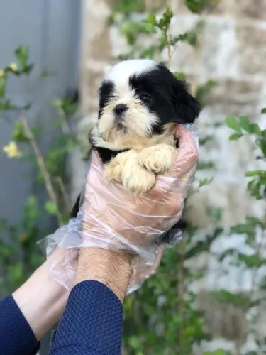 Shih Tzu V10 Importada + Contrato + Garantias de Saúde na Compra