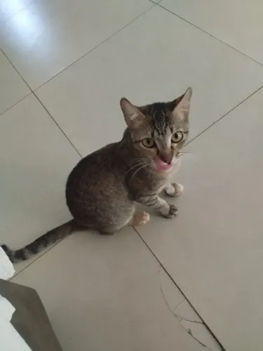 Doa-se gata castrada