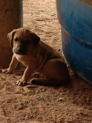 Filhotes de Cachorro