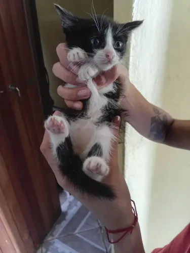 Gatinhos para adoção