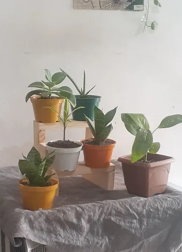 Mudas de plantas