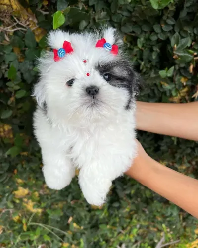Shih tzu macho amor que cresce rápido 